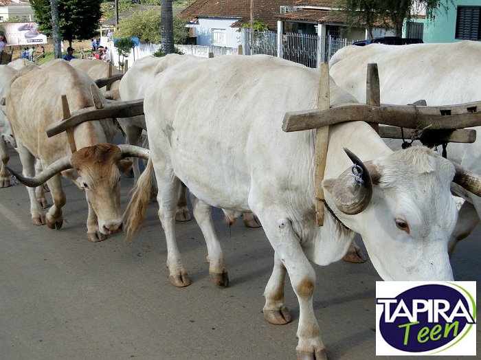 Encontro_de_Boi_de_Tapira_037