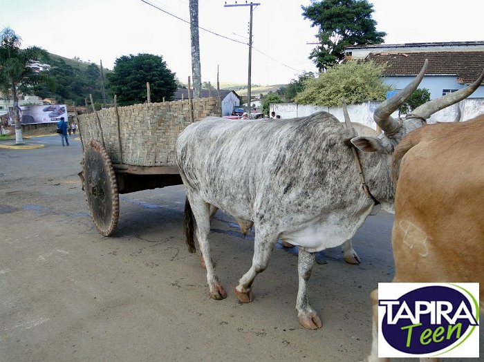 Encontro_de_Boi_de_Tapira_086