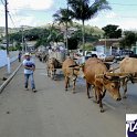 Encontro_de_Boi_de_Tapira_056