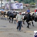 Encontro_de_Boi_de_Tapira_091