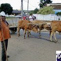 Encontro_de_Boi_de_Tapira_100