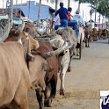 Encontro_de_Boi_de_Tapira_105