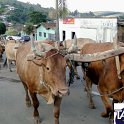 Encontro_de_Boi_de_Tapira_107