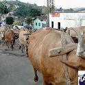 Encontro_de_Boi_de_Tapira_108