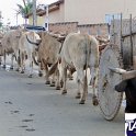 Encontro_de_Boi_de_Tapira_113