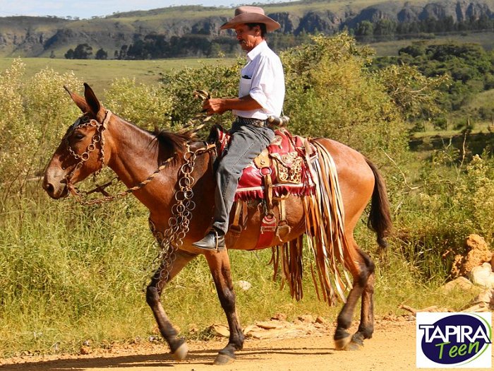 Cavalgada_Sao_Sebastiao_2015_018